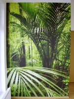 Fototapeta,Palma