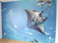 Fototapete no.121 manta ray 400x280cm,fisch